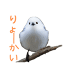 ハッピーアニマル_シマエナガ1（個別スタンプ：13）