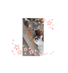カワイイニャンズ（個別スタンプ：2）