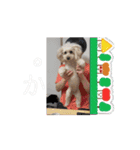 動くメル⑦（個別スタンプ：1）