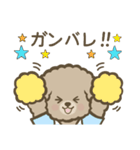 トイプーBOY（個別スタンプ：16）