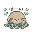トイプーBOY（個別スタンプ：18）
