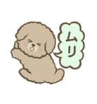 トイプーBOY（個別スタンプ：35）