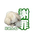 黒柴andシーズー 日常会話編（個別スタンプ：5）