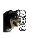 黒柴andシーズー 日常会話編（個別スタンプ：6）