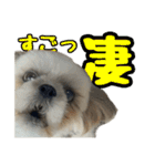 黒柴andシーズー 日常会話編（個別スタンプ：11）
