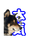 黒柴andシーズー 日常会話編（個別スタンプ：12）