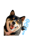 黒柴andシーズー 日常会話編（個別スタンプ：13）