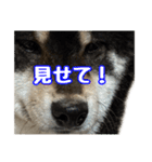 黒柴andシーズー 日常会話編（個別スタンプ：22）