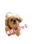 黒柴andシーズー 日常会話編（個別スタンプ：31）