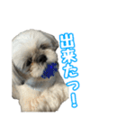 黒柴andシーズー 日常会話編（個別スタンプ：34）