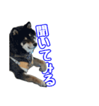 黒柴andシーズー 日常会話編（個別スタンプ：38）