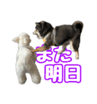 黒柴andシーズー 日常会話編（個別スタンプ：39）