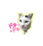 うちのにゃんこパラダイス（個別スタンプ：1）