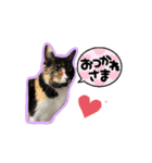 うちのにゃんこパラダイス（個別スタンプ：4）
