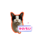 うちのにゃんこパラダイス（個別スタンプ：5）