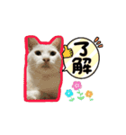 うちのにゃんこパラダイス（個別スタンプ：6）