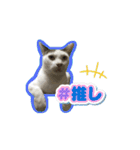 うちのにゃんこパラダイス（個別スタンプ：8）