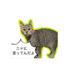 うちのにゃんこパラダイス（個別スタンプ：9）