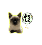 うちのにゃんこパラダイス（個別スタンプ：11）