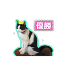 うちのにゃんこパラダイス（個別スタンプ：14）