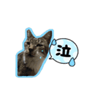 うちのにゃんこパラダイス（個別スタンプ：16）