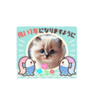 Cuteness Overload8（個別スタンプ：1）