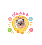 Cuteness Overload8（個別スタンプ：3）