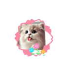Cuteness Overload8（個別スタンプ：8）