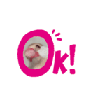 鳥シリーズ1（個別スタンプ：1）