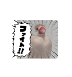 鳥シリーズ1（個別スタンプ：4）