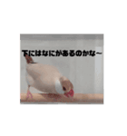 鳥シリーズ1（個別スタンプ：6）