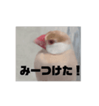 鳥シリーズ1（個別スタンプ：7）