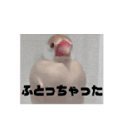 鳥シリーズ1（個別スタンプ：8）