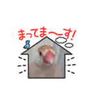 鳥シリーズ1（個別スタンプ：11）