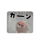 鳥シリーズ1（個別スタンプ：12）