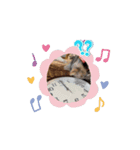 うちのうごく猫ちゃんスタンプ（個別スタンプ：3）