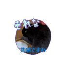 うちのうごく猫ちゃんスタンプ（個別スタンプ：4）