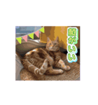 うちのうごく猫ちゃんスタンプ（個別スタンプ：8）