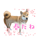 福ちゃんだね♡春だね編（個別スタンプ：1）