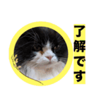 coco 敬語ver.（個別スタンプ：1）