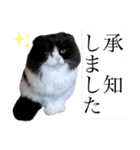 coco 敬語ver.（個別スタンプ：2）