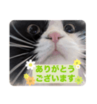 coco 敬語ver.（個別スタンプ：3）