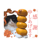coco 敬語ver.（個別スタンプ：4）