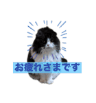 coco 敬語ver.（個別スタンプ：6）
