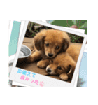 チロル＆チョコ出逢い編 2（個別スタンプ：3）