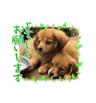 チロル＆チョコ出逢い編 2（個別スタンプ：4）