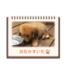 チロル＆チョコ出逢い編 2（個別スタンプ：9）