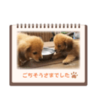 チロル＆チョコ出逢い編 2（個別スタンプ：11）