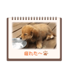 チロル＆チョコ出逢い編 2（個別スタンプ：13）
