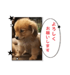 チロル＆チョコ出逢い編 2（個別スタンプ：19）